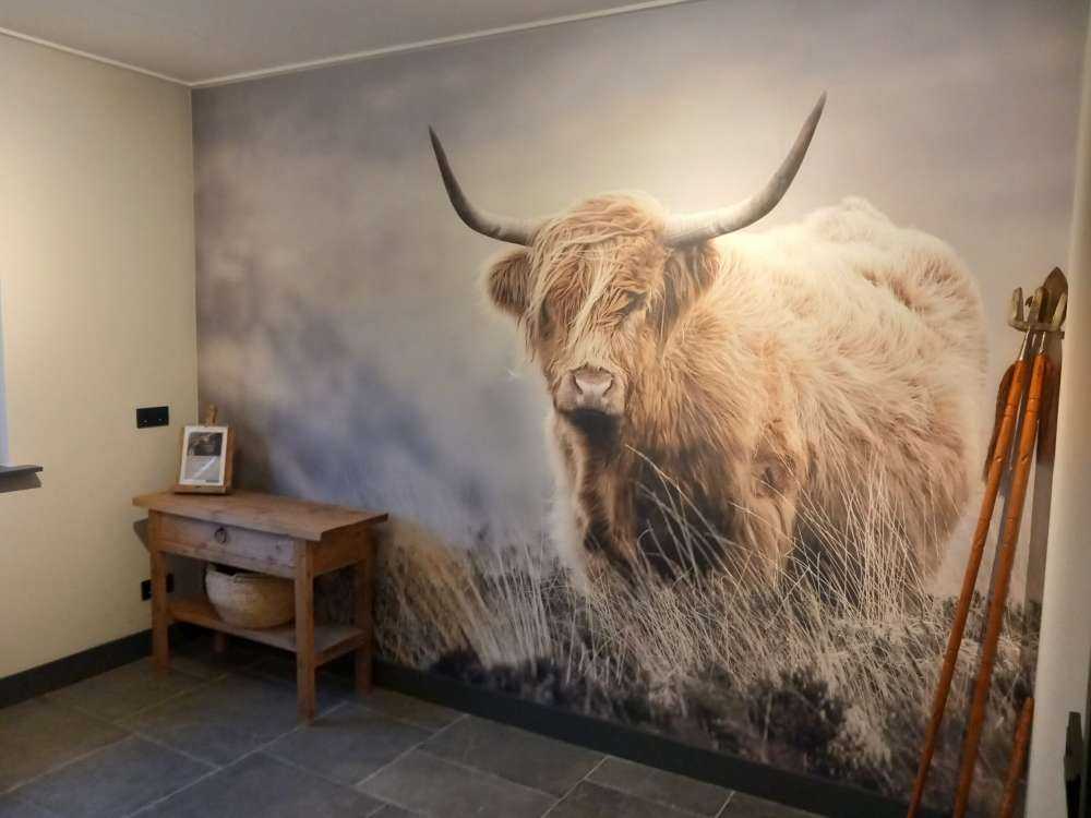 Les Highland écossais dans la nature