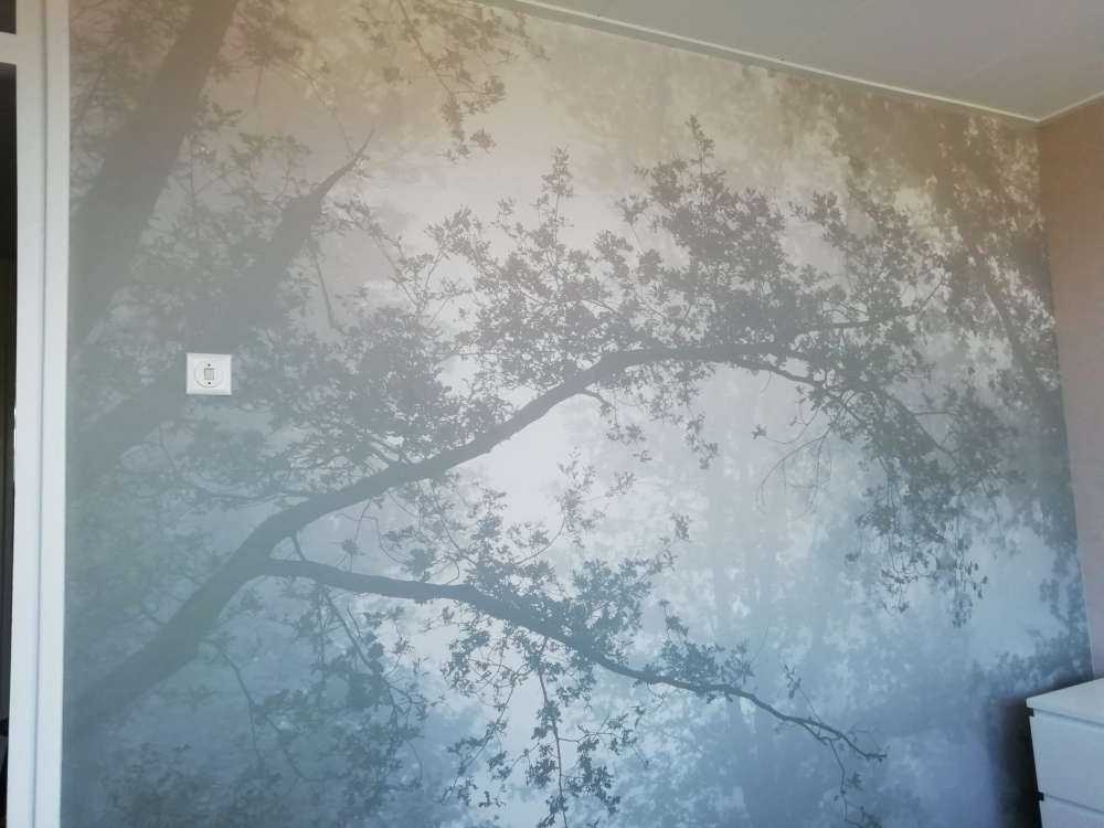 Forêt dans la brume