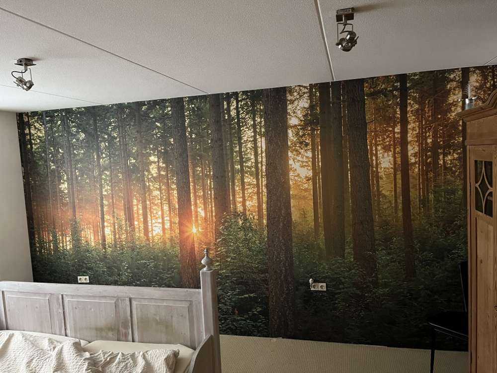 Rayons de soleil dans une forêt de conifères