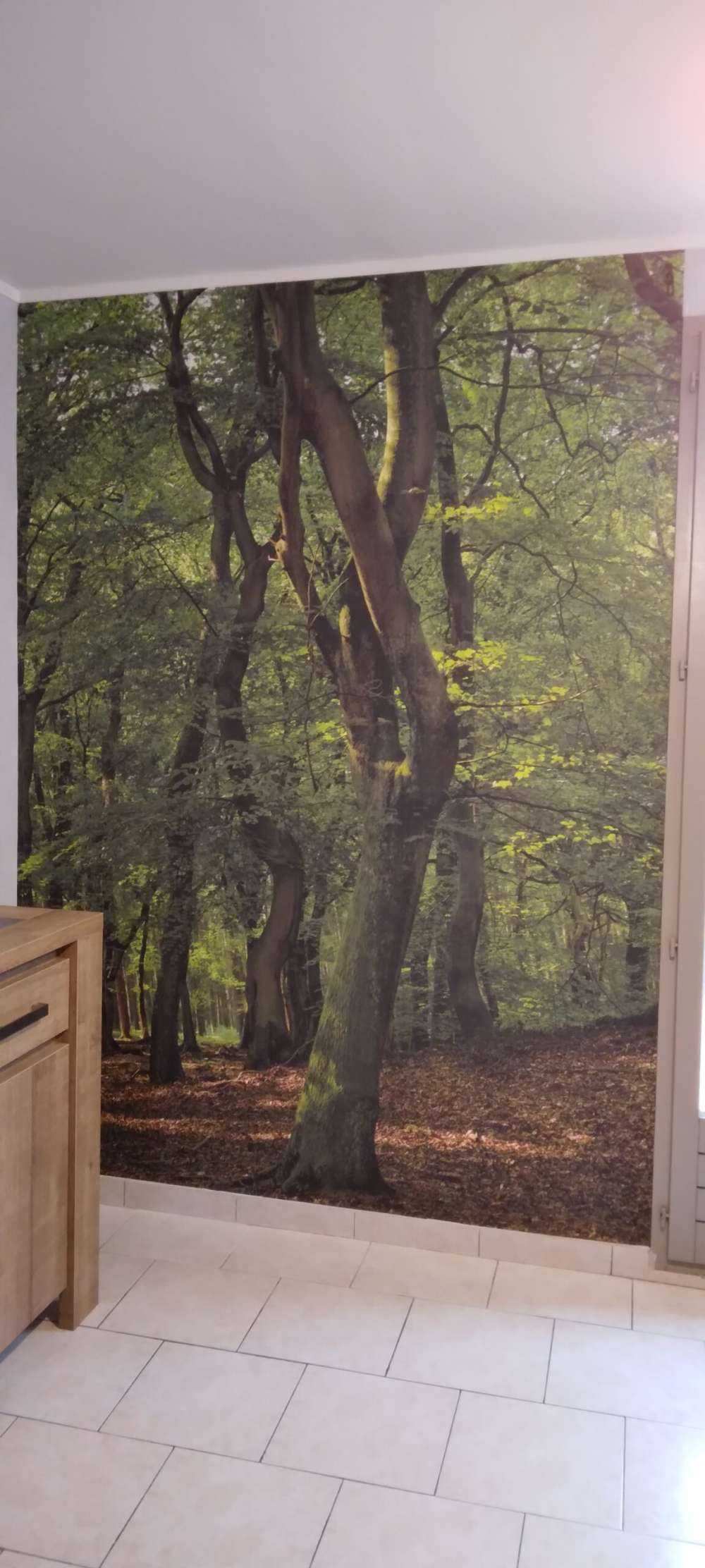 Arbres à feuilles vertes
