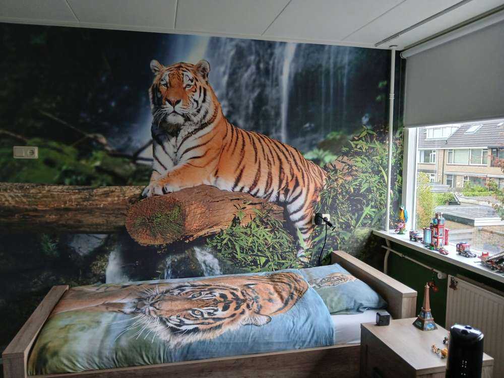 Tigre dans la jungle