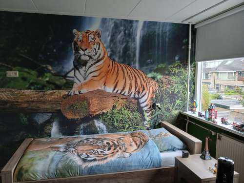 Tigre dans la jungle