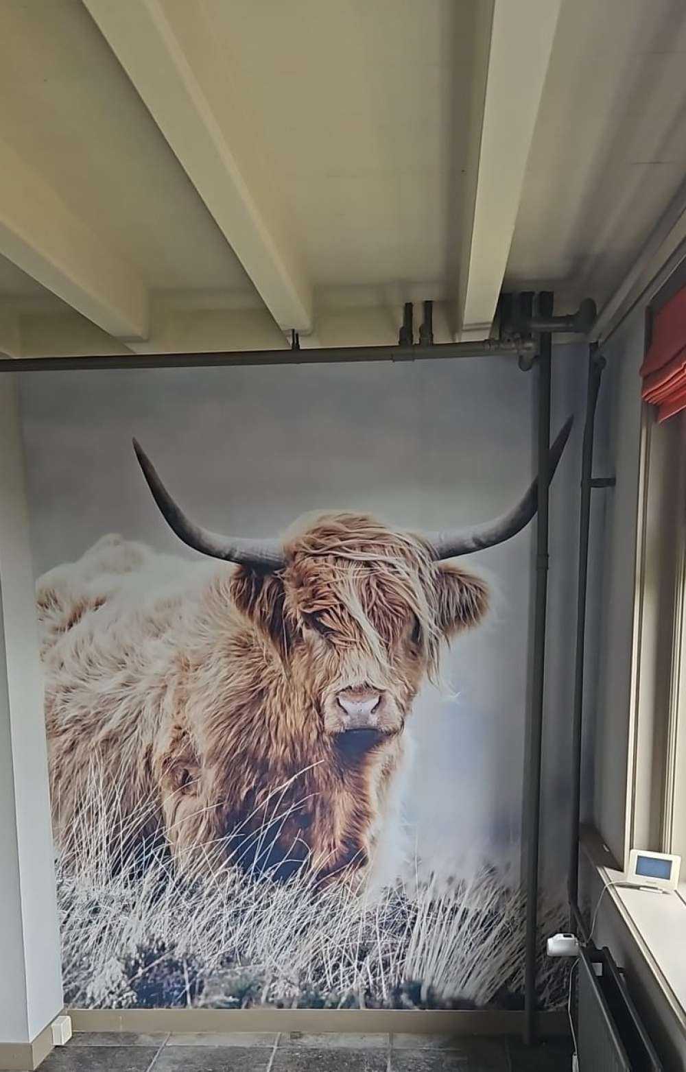Les Highland écossais dans la nature