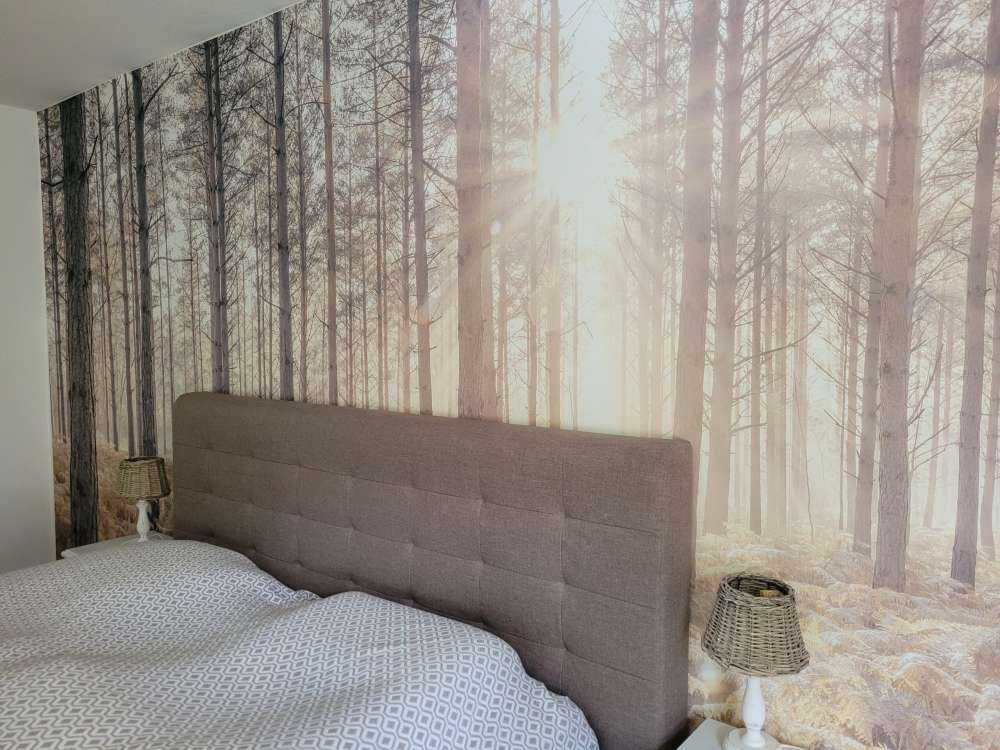 Rayons de soleil dans une forêt froide