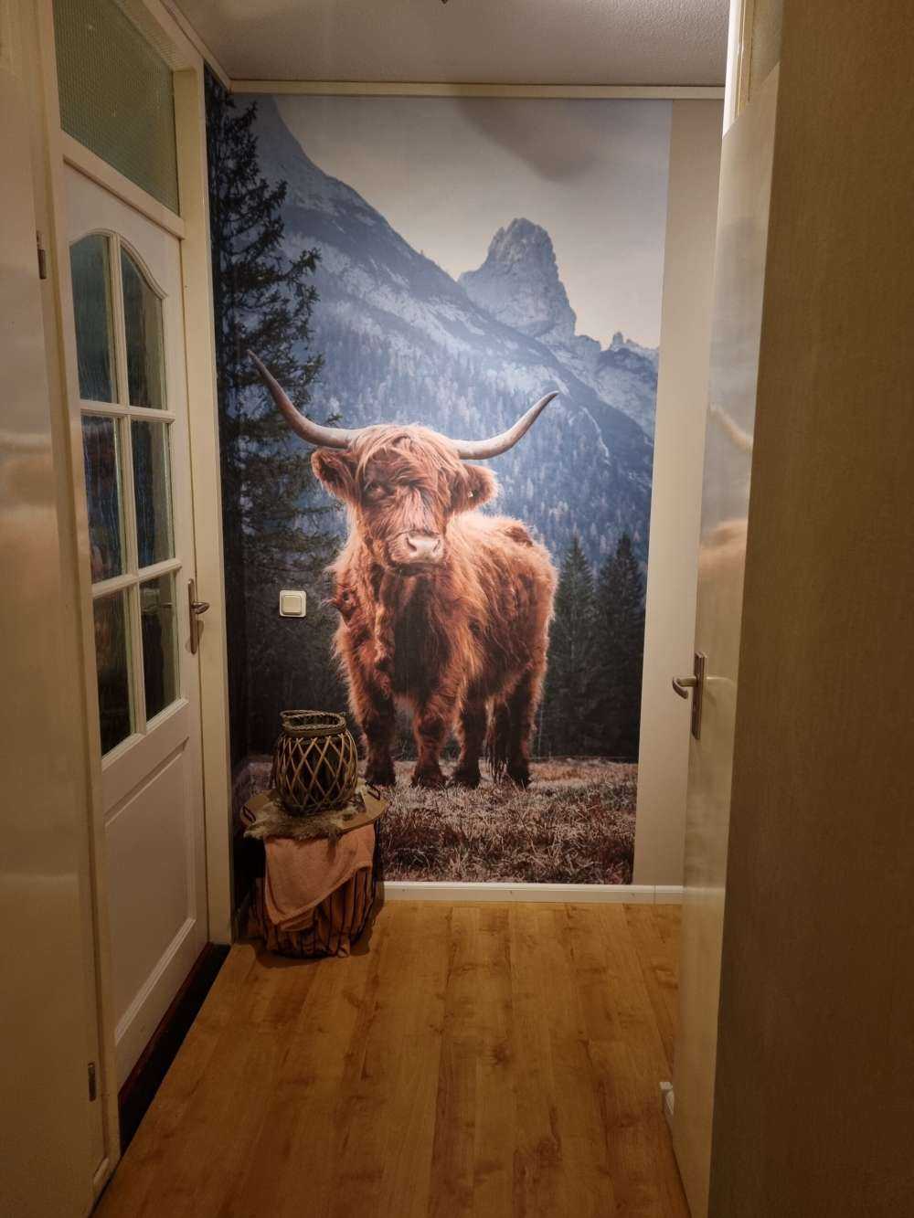 Un Highland écossais parmi les arbres