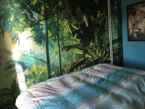Une jungle mystérieuse