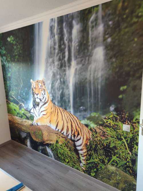 Tigre dans la jungle