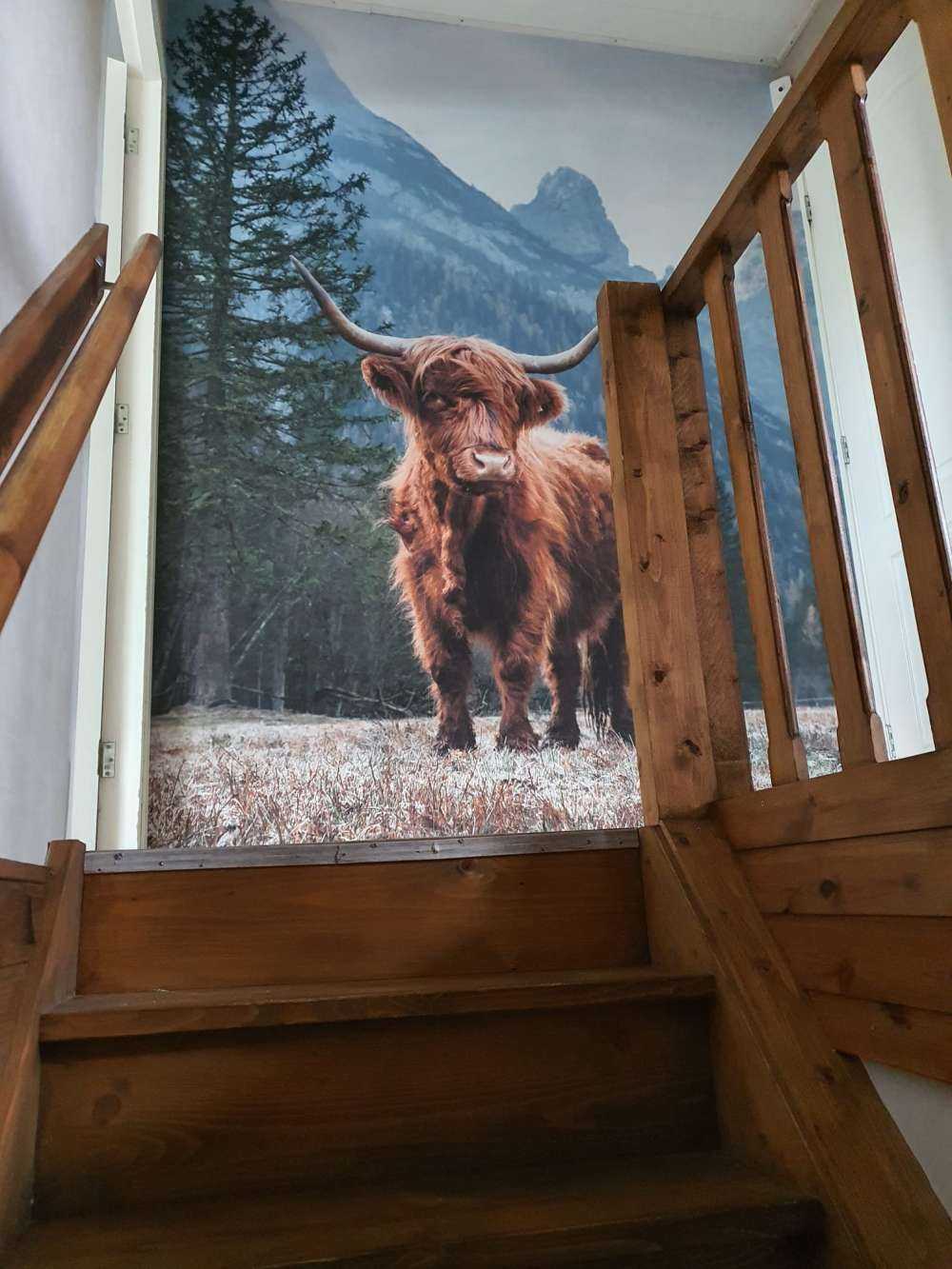 Un Highland écossais parmi les arbres