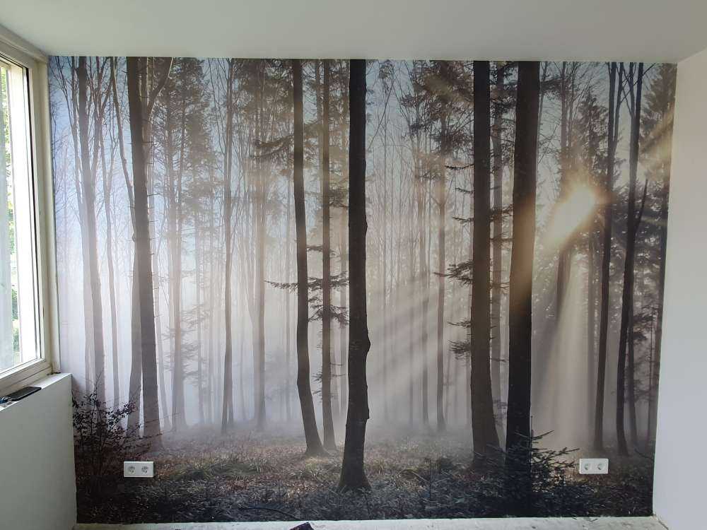 Forêt brumeuse