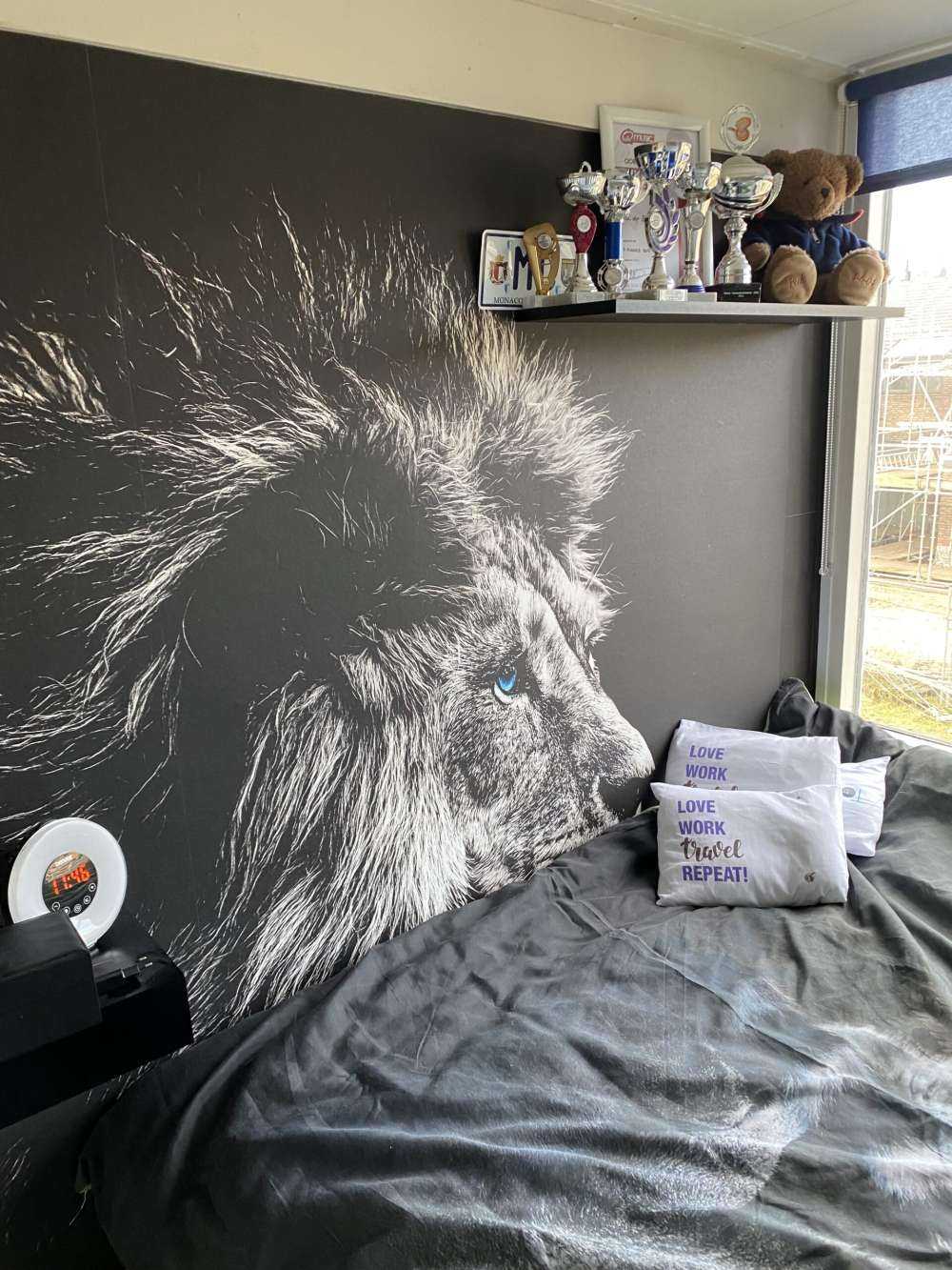 Lion aux yeux bleus