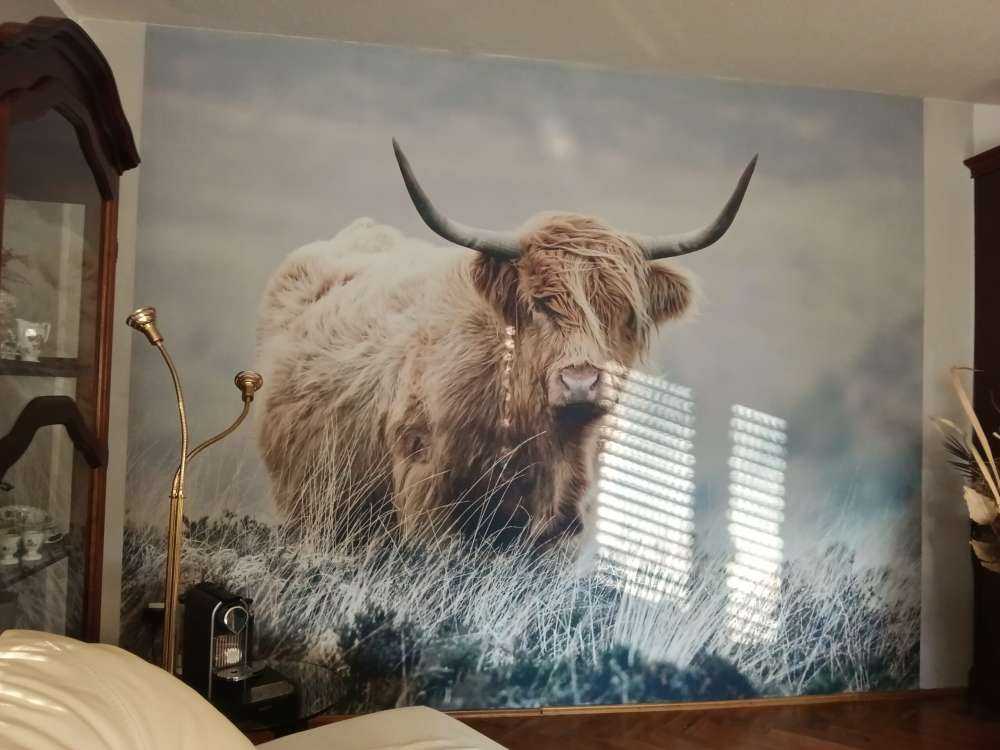 Les Highland écossais dans la nature