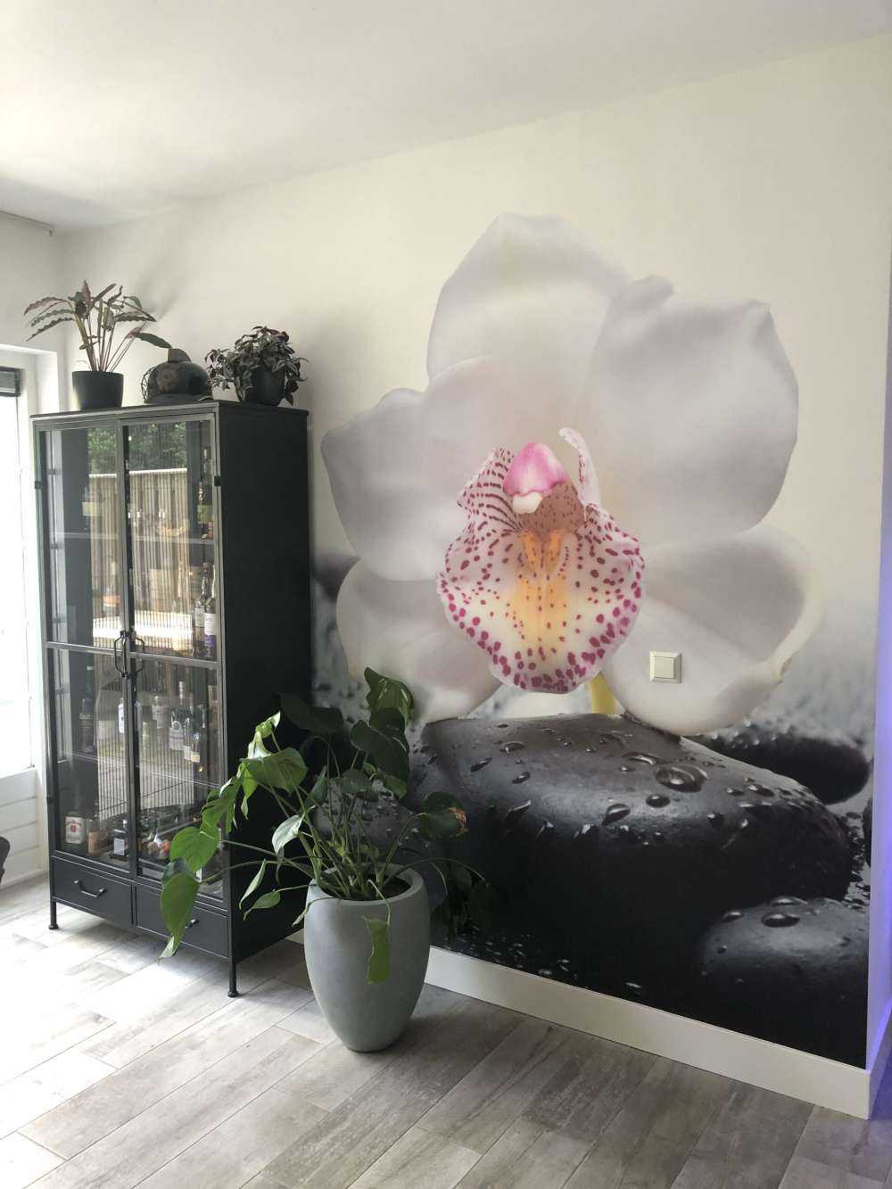 Orchidée blanche