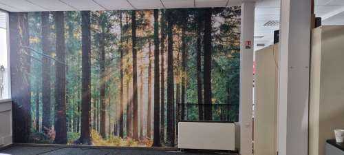 Une forêt tranquille