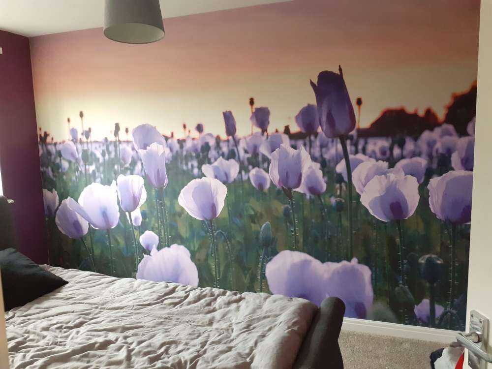Coquelicots lilas