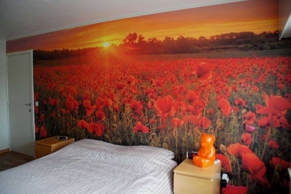 Champ plein de coquelicots
