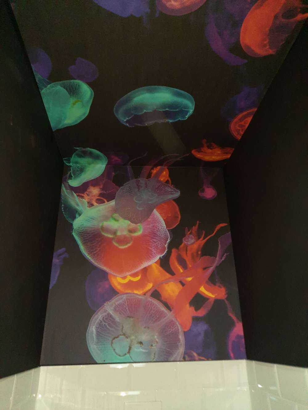 Méduses colorées