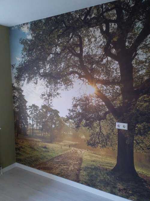 Lever de soleil dans la forêt