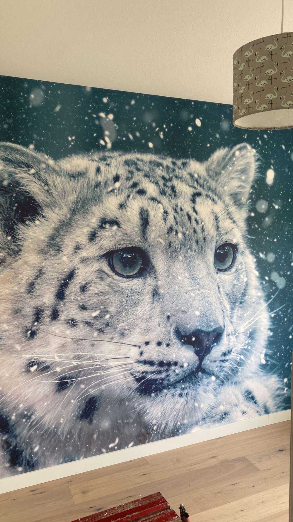 Léopard des neiges