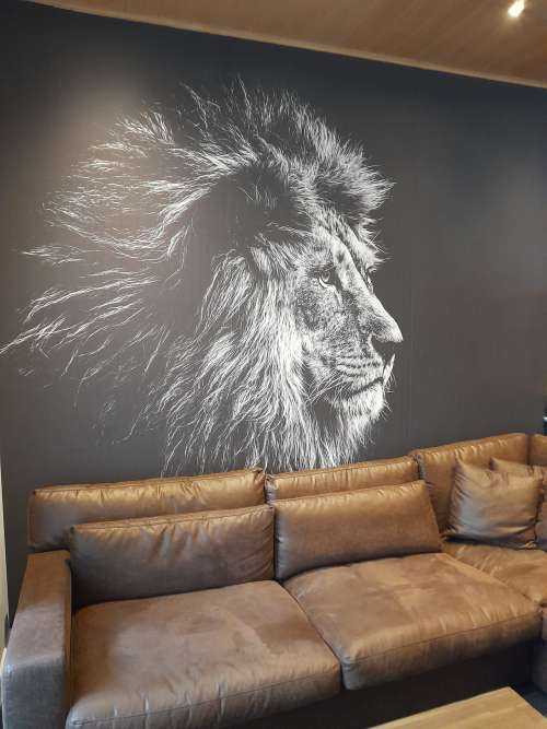 Lion aux yeux bleus