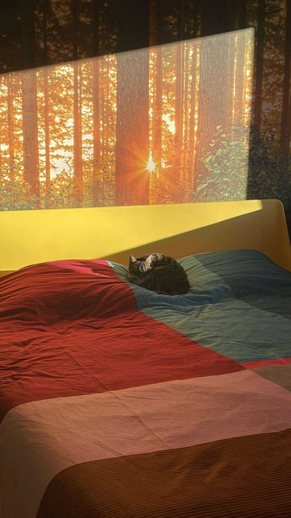 Rayons de soleil dans une forêt de conifères