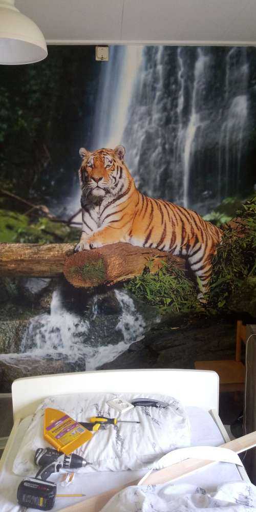 Tigre dans la jungle