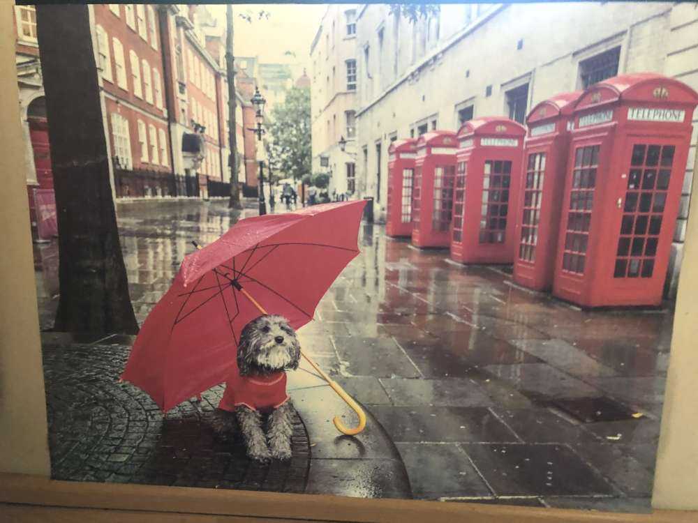 Chien avec un parapluie