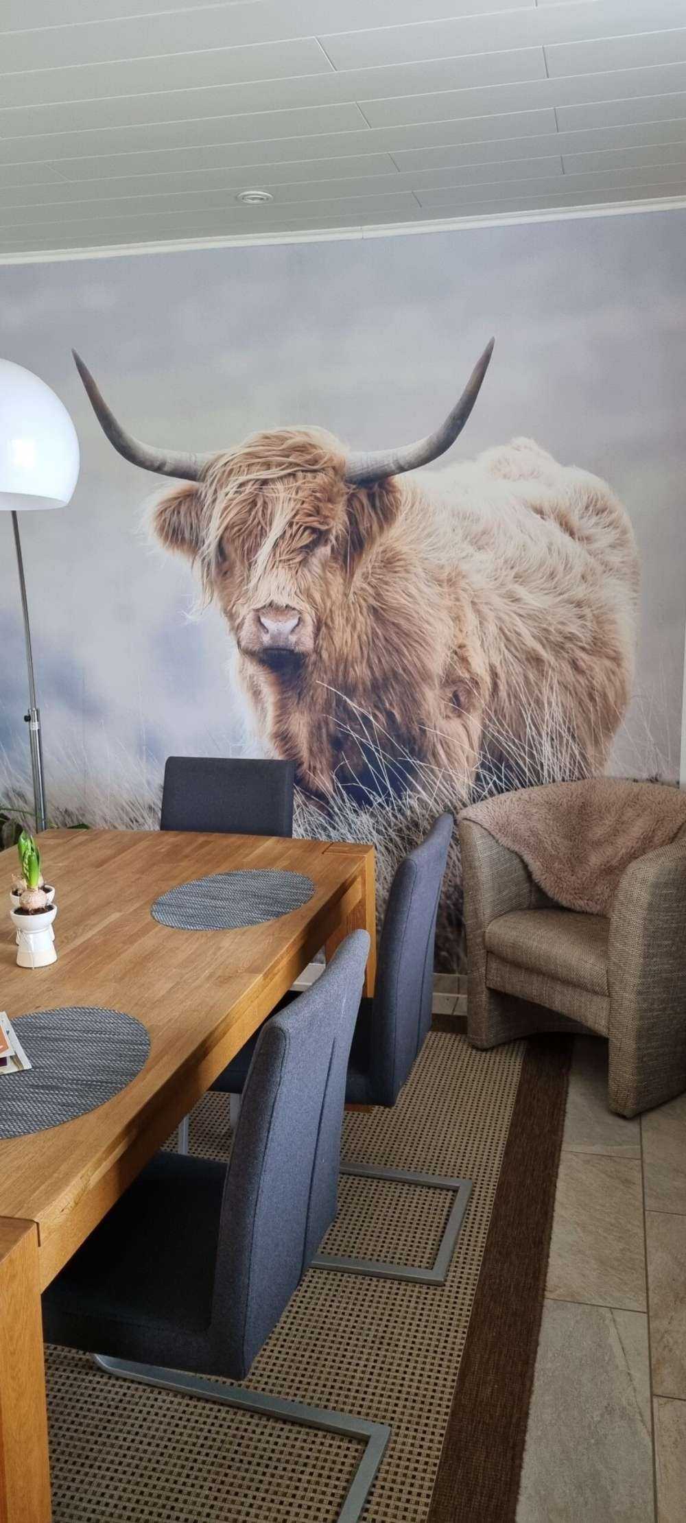Les Highland écossais dans la nature