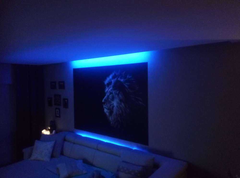 Lion aux yeux bleus