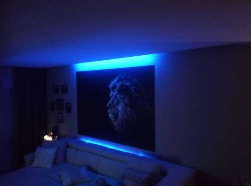 Lion aux yeux bleus
