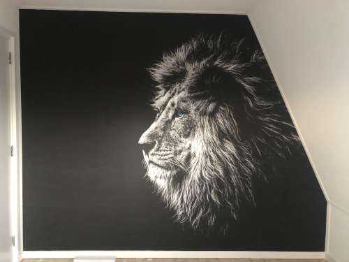 Lion aux yeux bleus