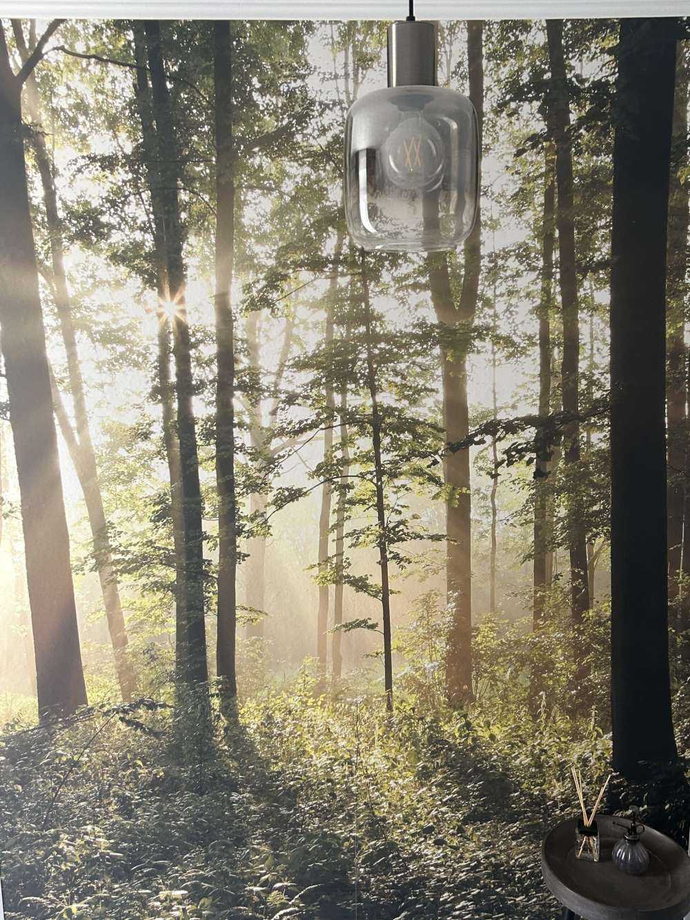Forêt de feuillus brumeuse