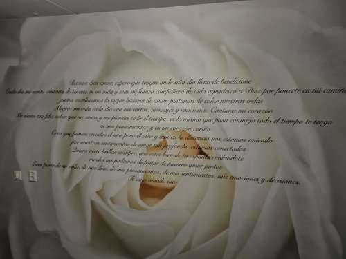Rose blanche