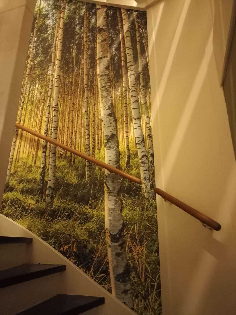 Forêt de bouleaux d'été