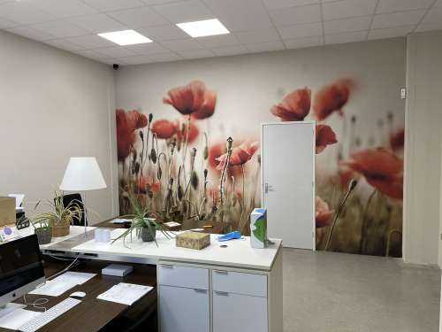Des coquelicots de rêve
