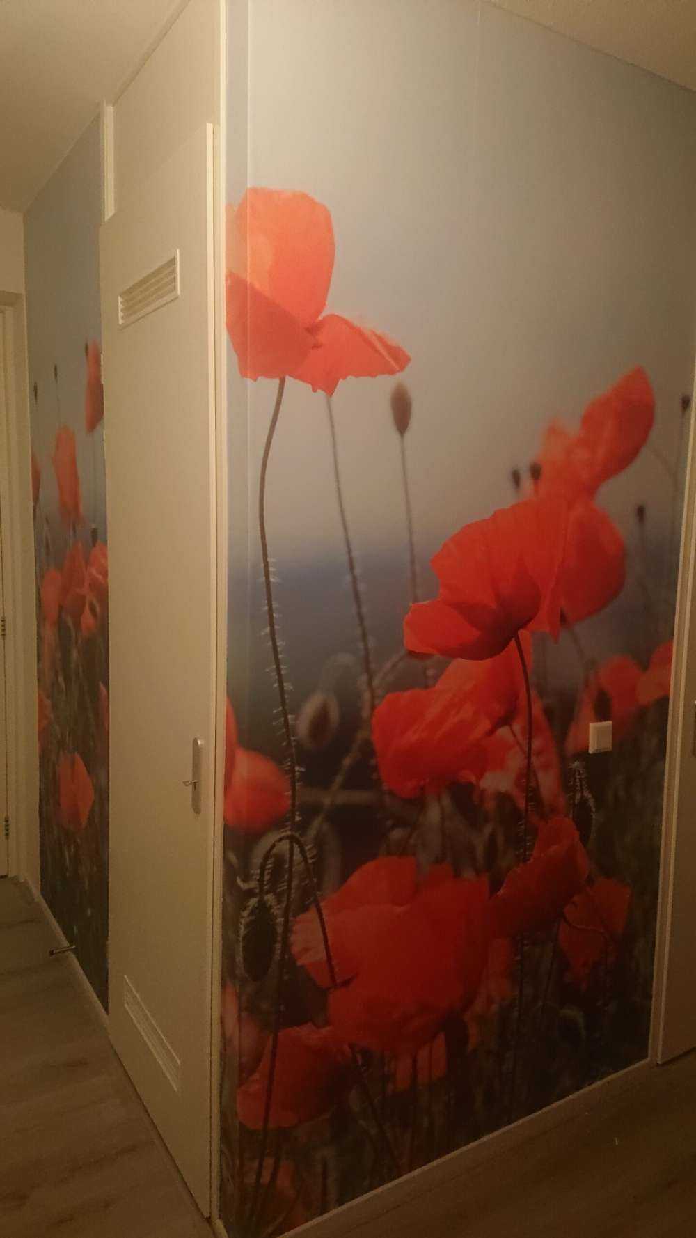Champ de coquelicots