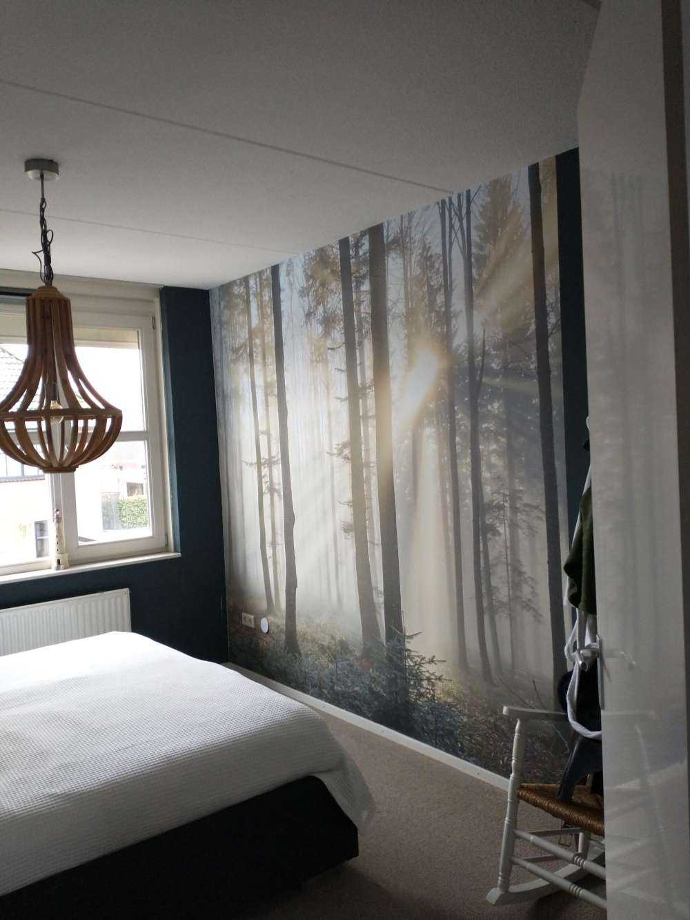 Forêt brumeuse
