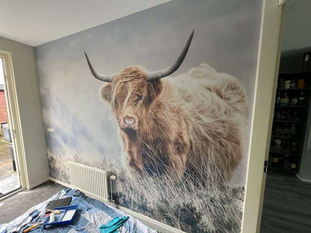 Les Highland écossais dans la nature