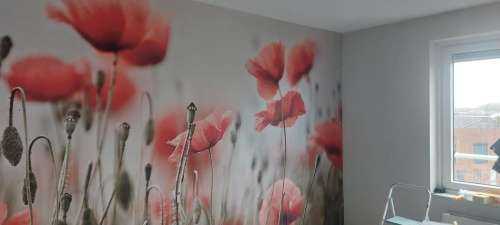 Des coquelicots de rêve