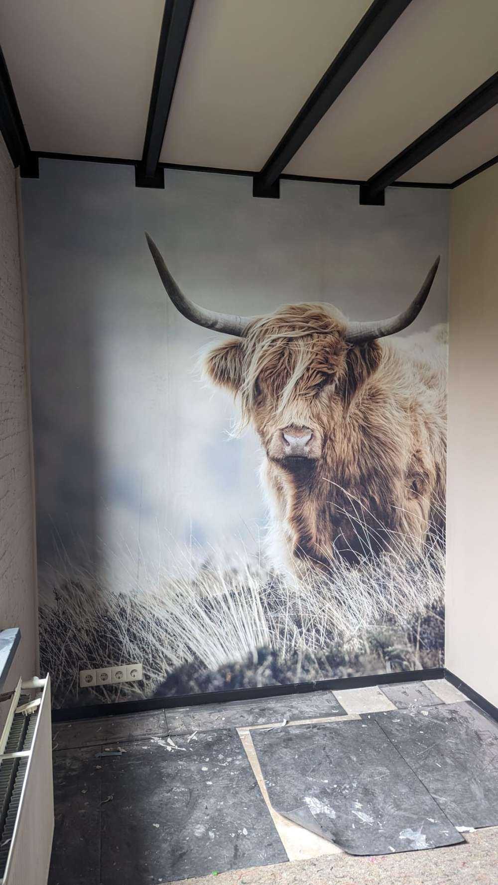 Les Highland écossais dans la nature