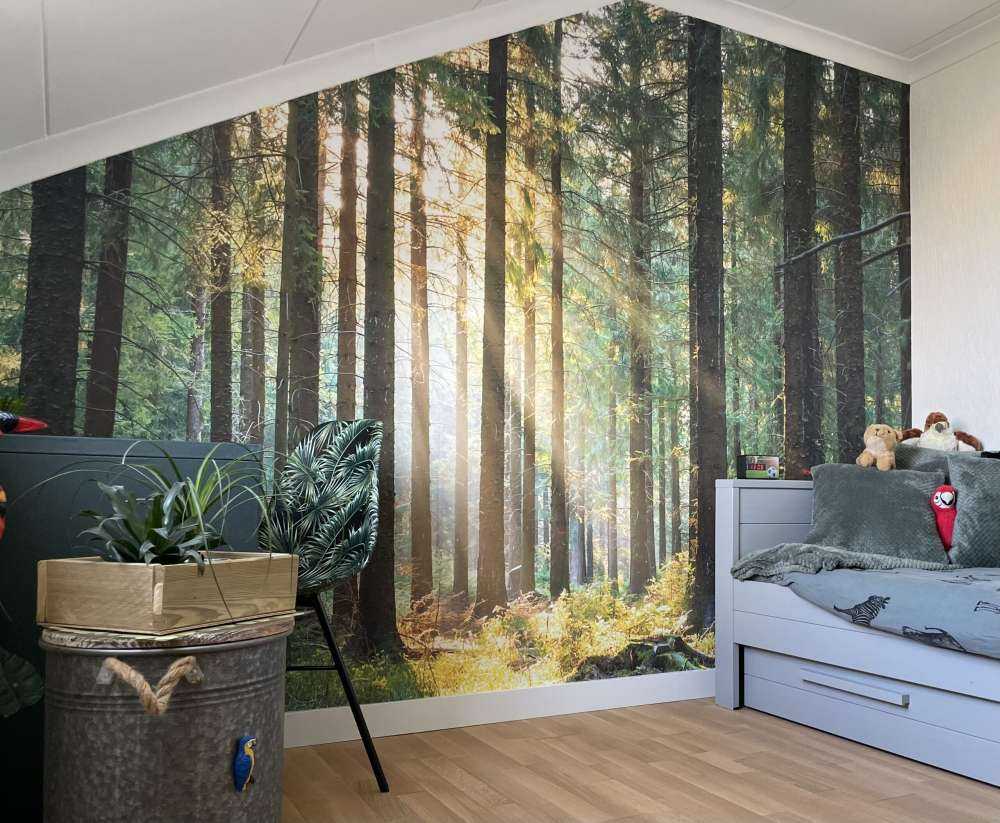 Une forêt tranquille