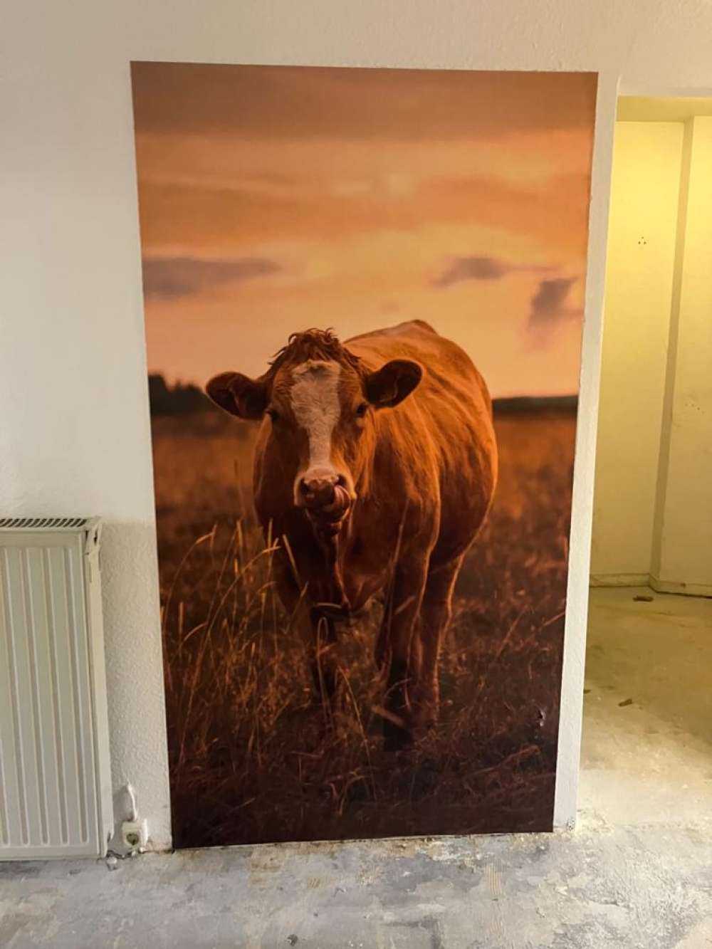 Vache avec la langue dans le nez