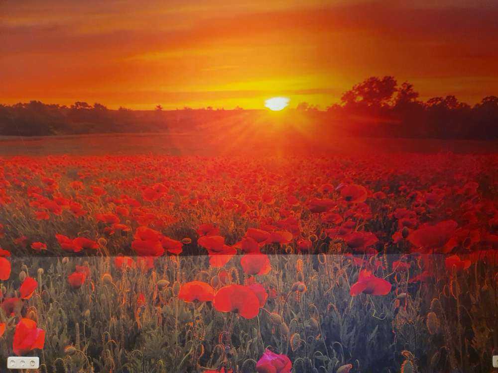 Champ de coquelicots en fleurs