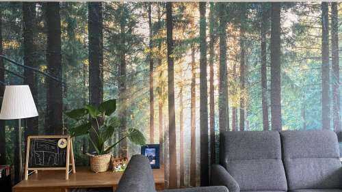 Une forêt tranquille