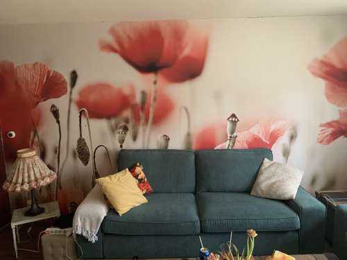 Des coquelicots de rêve