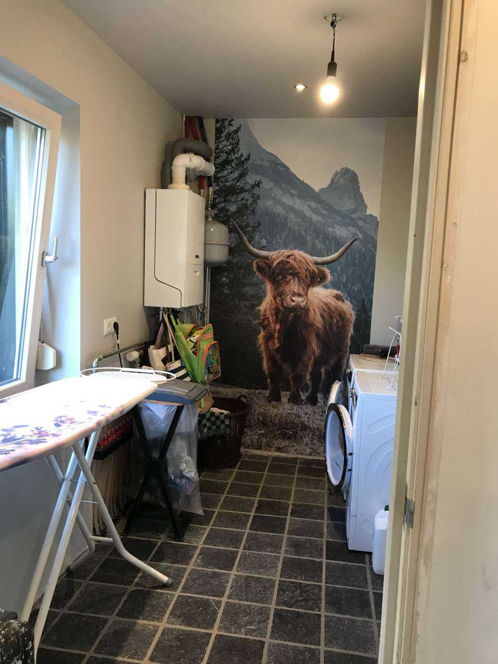 Un Highland écossais parmi les arbres