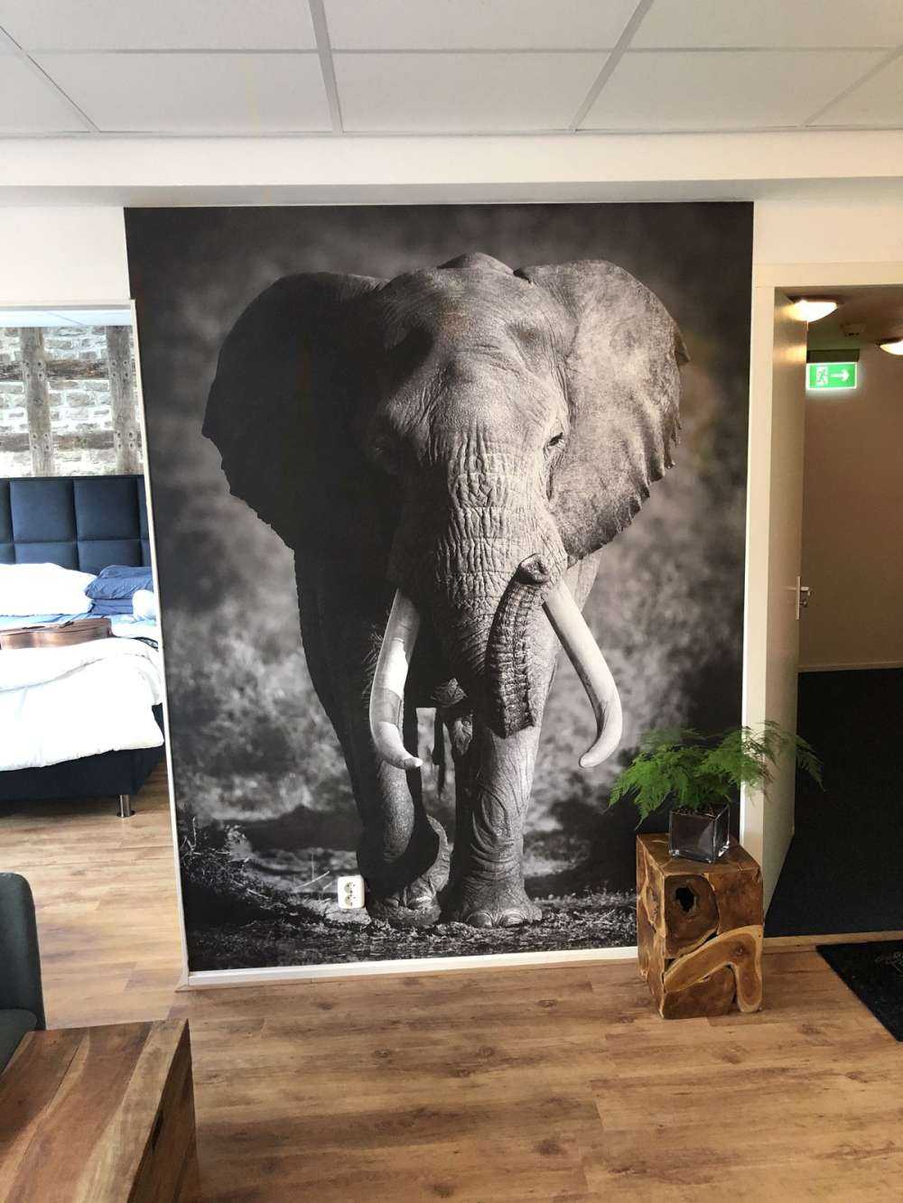 éléphant d'Afrique