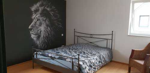 Lion aux yeux bleus
