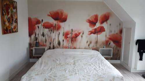 Des coquelicots de rêve