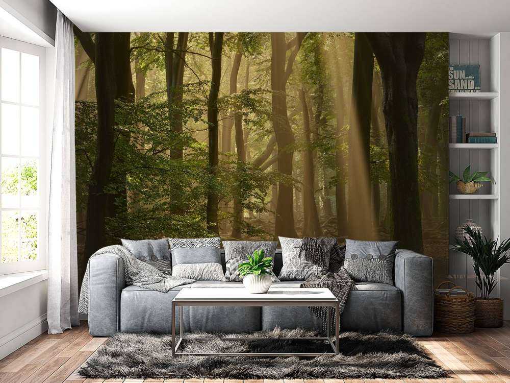 Vieille forêt avec parasols