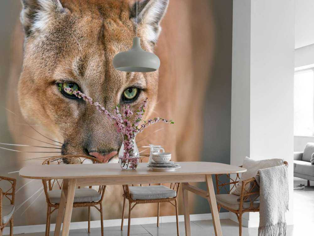 Puma en gros plan
